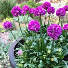 Attēlu rezultāti vaicājumam “Armeria vulgaris leaf”