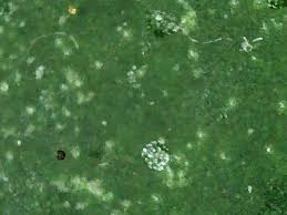 Attēlu rezultāti vaicājumam “Diachea leucopodia stalked”