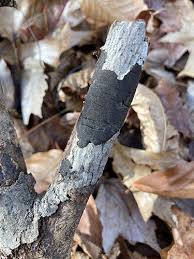 Attēlu rezultāti vaicājumam “Diatrype disciformis”