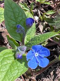 Attēlu rezultāti vaicājumam “Omphalodes verna”