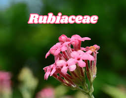 Attēlu rezultāti vaicājumam “Rubiaceae”