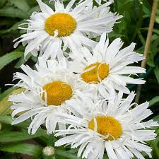 Image result for Chrysanthemum leucanthemum