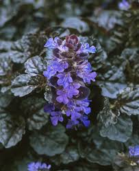 Attēlu rezultāti vaicājumam “Ajuga reptans”