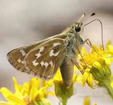 Attēlu rezultāti vaicājumam “Hesperia comma male”