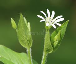 Attēlu rezultāti vaicājumam “Stellaria nemorum bud”