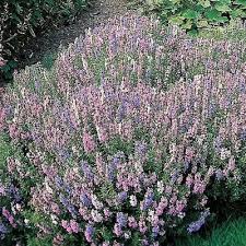 Image result for Hyssopus officinalis