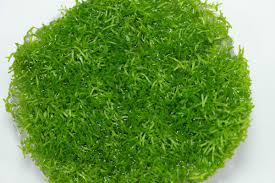 Attēlu rezultāti vaicājumam “Riccia”