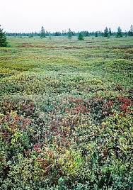 Attēlu rezultāti vaicājumam “Sphagnum austinii sporophyte”