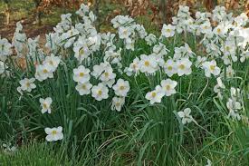 Attēlu rezultāti vaicājumam “Narcissus poeticus”