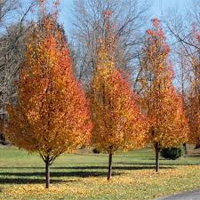 Attēlu rezultāti vaicājumam “Pyrus”