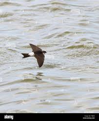 Attēlu rezultāti vaicājumam “Delichon urbicum juvenile”