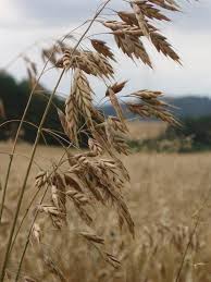 Attēlu rezultāti vaicājumam “Bromus secalinus”