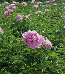 Attēlu rezultāti vaicājumam “Paeonia lactiflora”