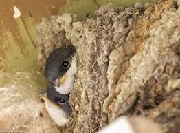 Attēlu rezultāti vaicājumam “Delichon urbicum juvenile”