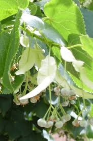 Attēlu rezultāti vaicājumam “Tilia cordata leaf”