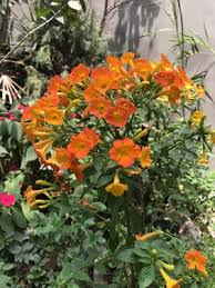 Attēlu rezultāti vaicājumam “Jamesoniella autumnalis sporophyte”