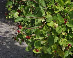 Attēlu rezultāti vaicājumam “Lonicera caprifolium fruit”