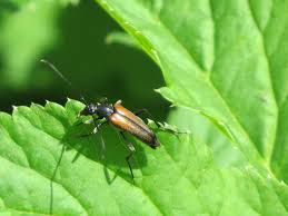 Attēlu rezultāti vaicājumam “Stenurella melanura”
