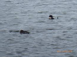 Image result for Llanfairfechan Bowling Club