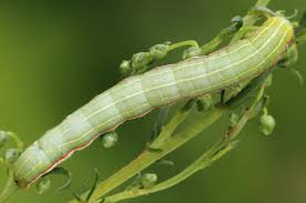 Attēlu rezultāti vaicājumam “Eucarta virgo”