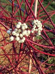 Attēlu rezultāti vaicājumam “Cornus alba”