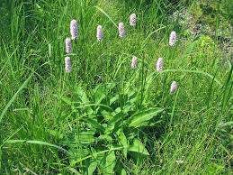 Attēlu rezultāti vaicājumam “Bistorta major flower”