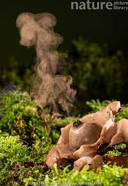 Attēlu rezultāti vaicājumam “Geastrum”