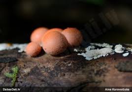 Attēlu rezultāti vaicājumam “Lycogala sphaeroconicum macro”