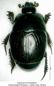 Attēlu rezultāti vaicājumam “Hypocaccus rugiceps”