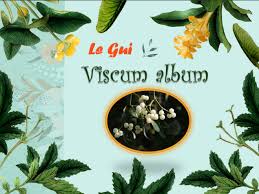 Attēlu rezultāti vaicājumam “Viscum album leaf”