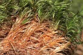 Attēlu rezultāti vaicājumam “Campylopus introflexus”