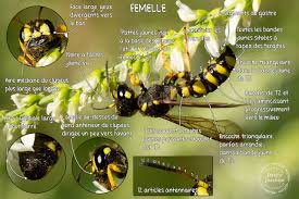 Attēlu rezultāti vaicājumam “Cerceris arenaria”