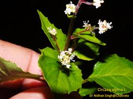 Attēlu rezultāti vaicājumam “Circaea alpina flower”