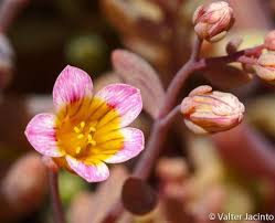 Attēlu rezultāti vaicājumam “Crassulaceae”