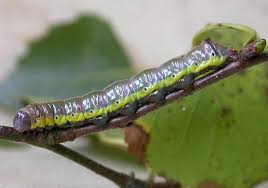 Attēlu rezultāti vaicājumam “Pheosia gnoma male”