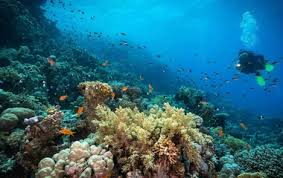 Image result for Wyndley NSC Snorkelling Club