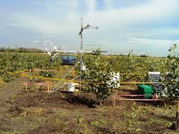 Attēlu rezultāti vaicājumam “Populus x petrowskyana”