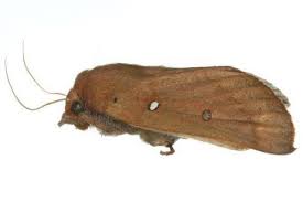 Attēlu rezultāti vaicājumam “Drepanidae”