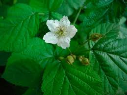 Attēlu rezultāti vaicājumam “Rubus caesius flower”