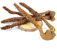 Attēlu rezultāti vaicājumam “Orobanche coerulescens”