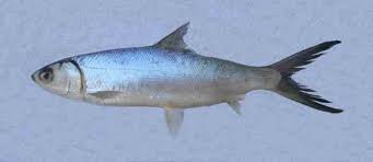 Image result for Chanos chanos