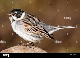 Attēlu rezultāti vaicājumam “Emberiza schoeniclus”