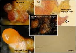 Attēlu rezultāti vaicājumam “Chionaspis salicis”