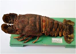 Attēlu rezultāti vaicājumam “Diderma crustaceum macro”