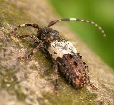 Attēlu rezultāti vaicājumam “Pogonocherus hispidulus”