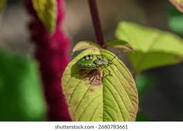 Attēlu rezultāti vaicājumam “Palomena prasina nymph”
