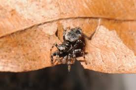 Attēlu rezultāti vaicājumam “Salticus sp.”