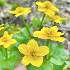 Attēlu rezultāti vaicājumam “Caltha palustris fruit”