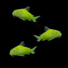 Image result for fish corydoras