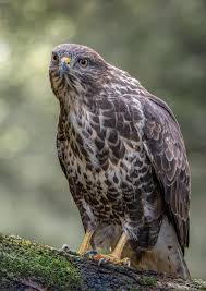 Attēlu rezultāti vaicājumam “Buteo buteo”